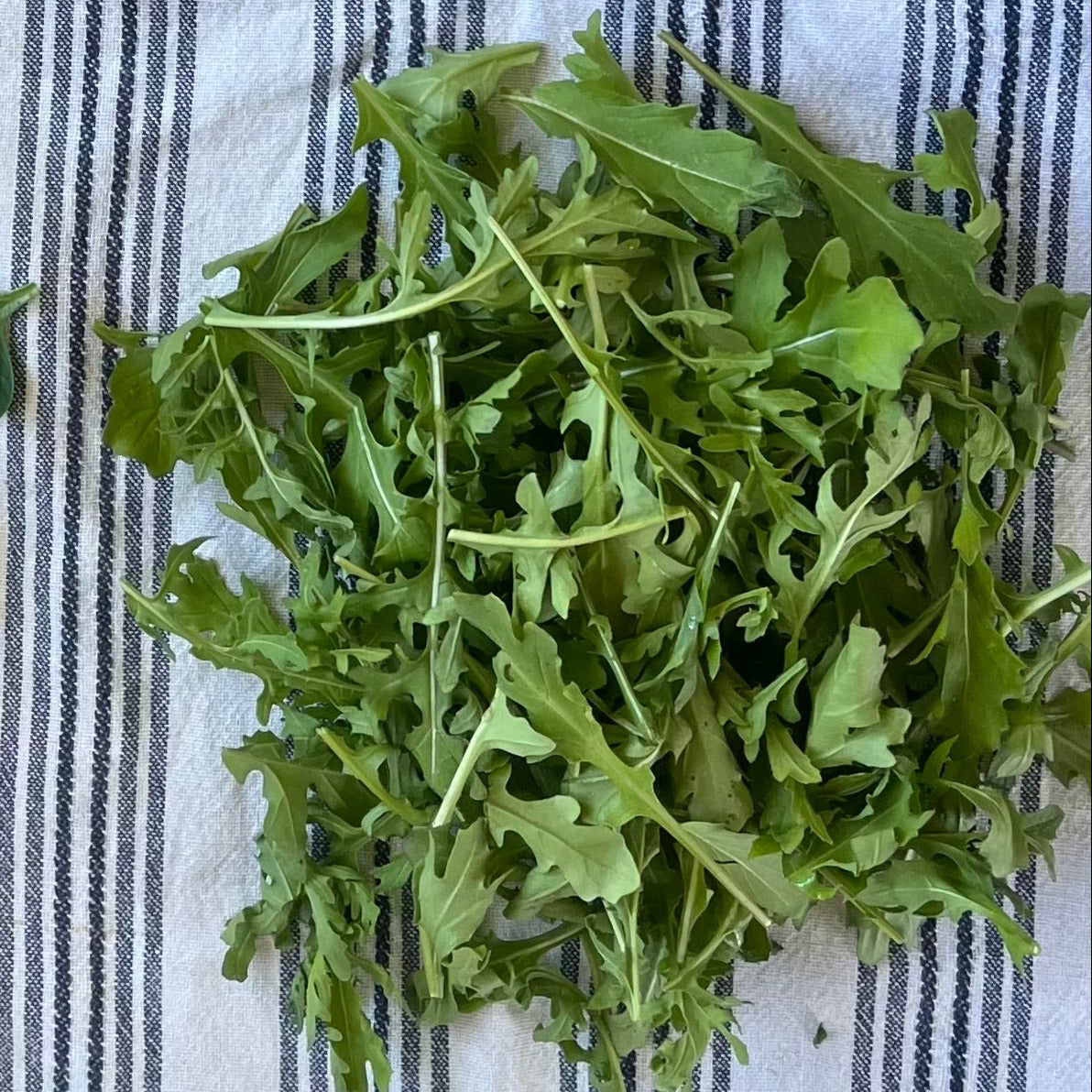 Rocket (Arugula)