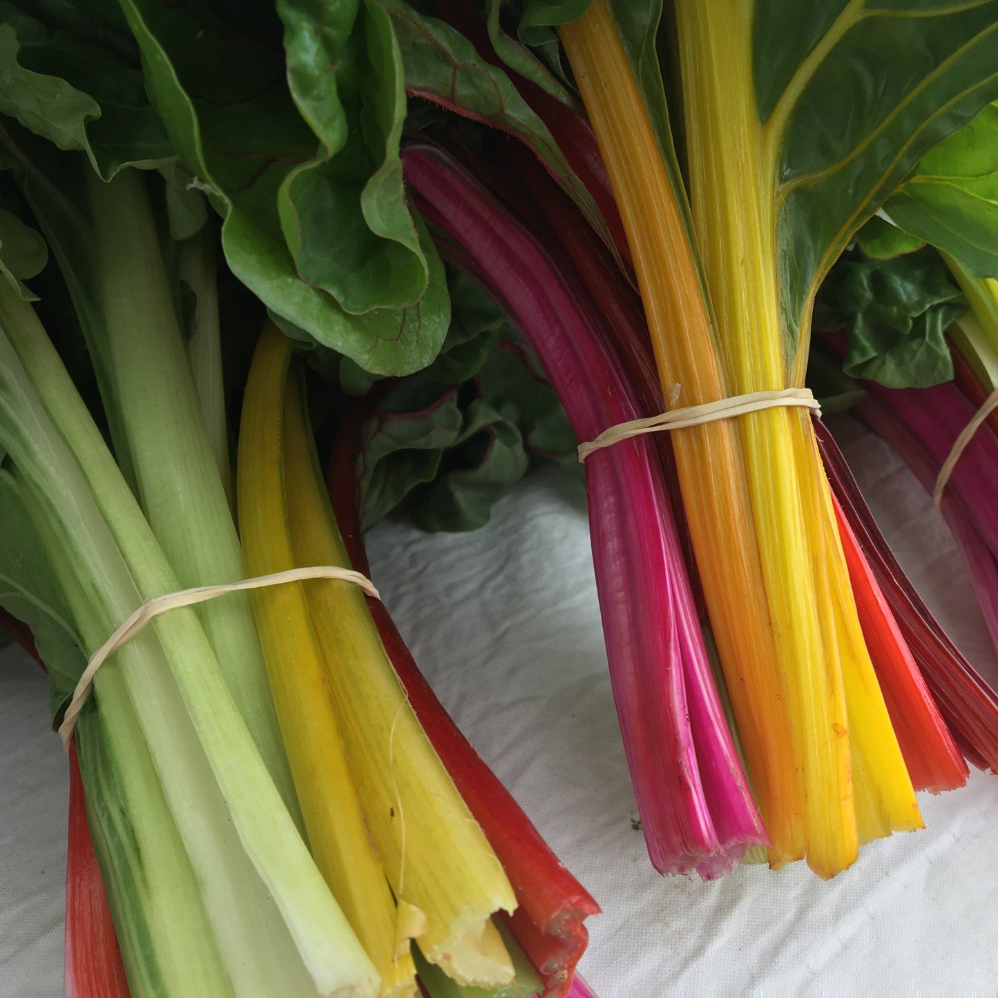 Rainbow Chard (Silverbeet)