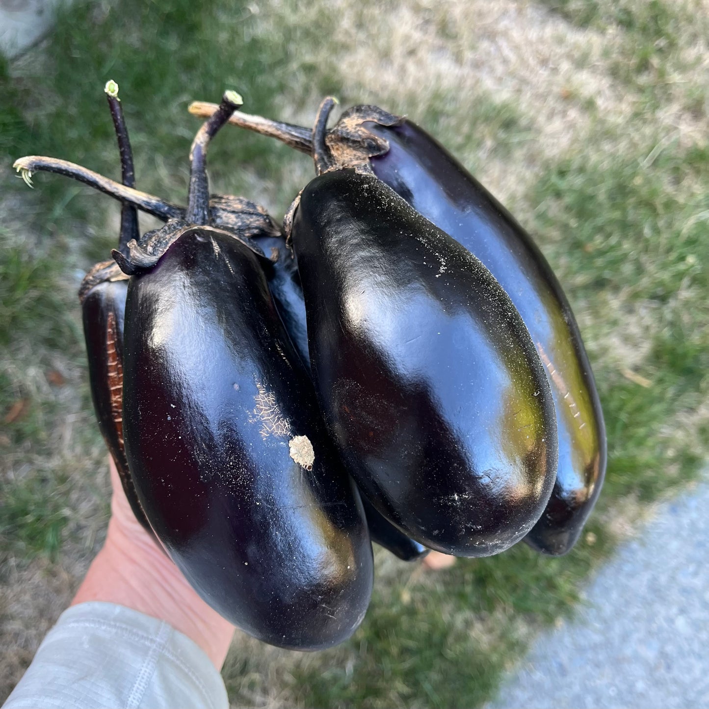 Eggplant