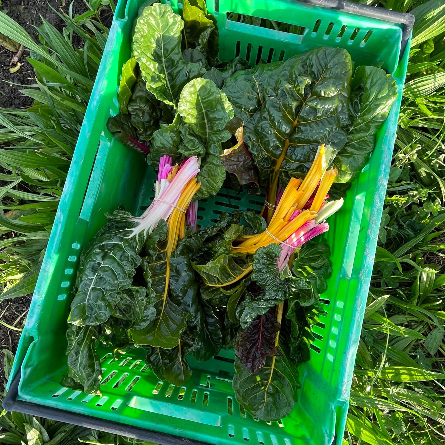 Rainbow Chard (Silverbeet)