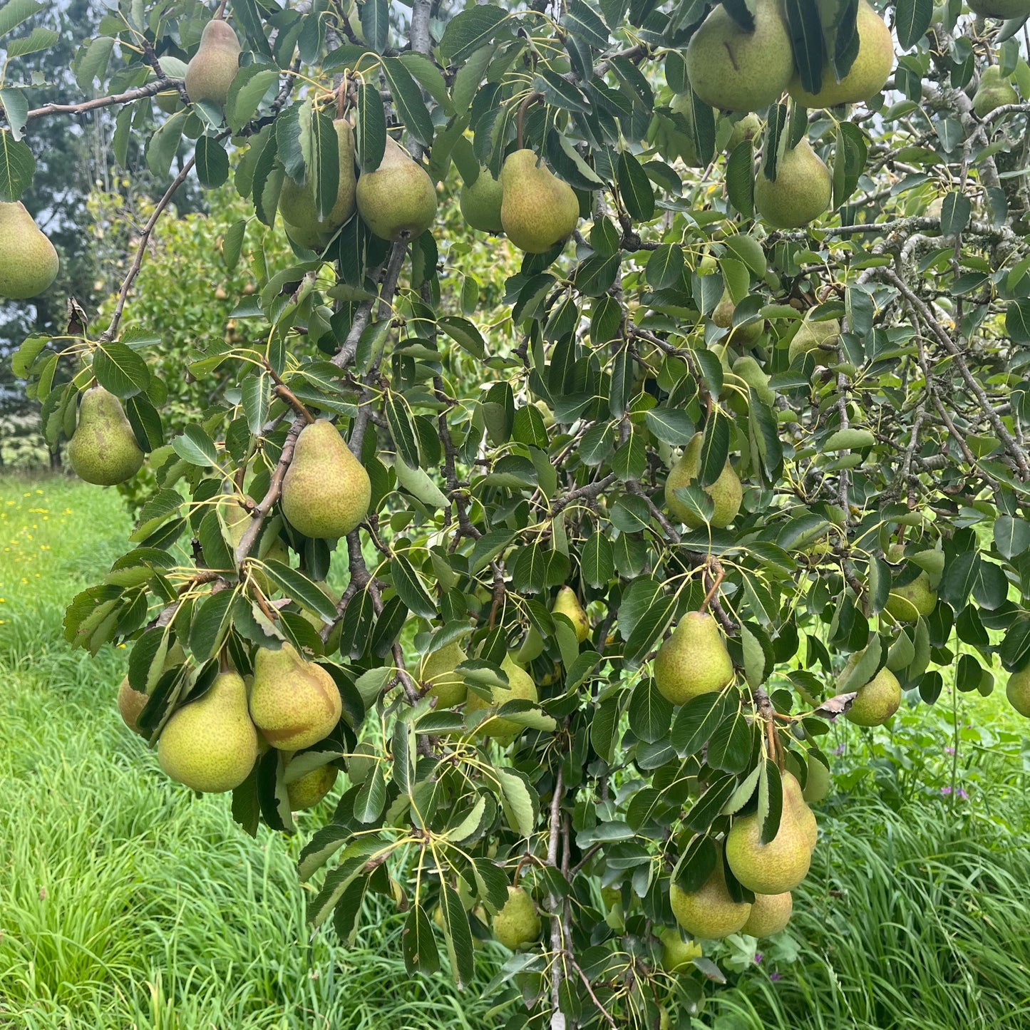 Pears: