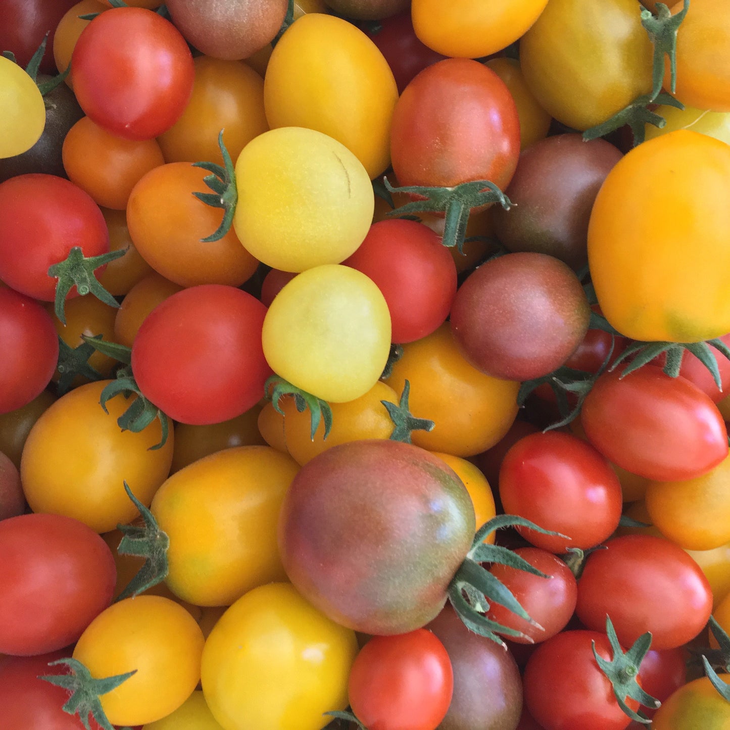 Tomatoes: Cherry