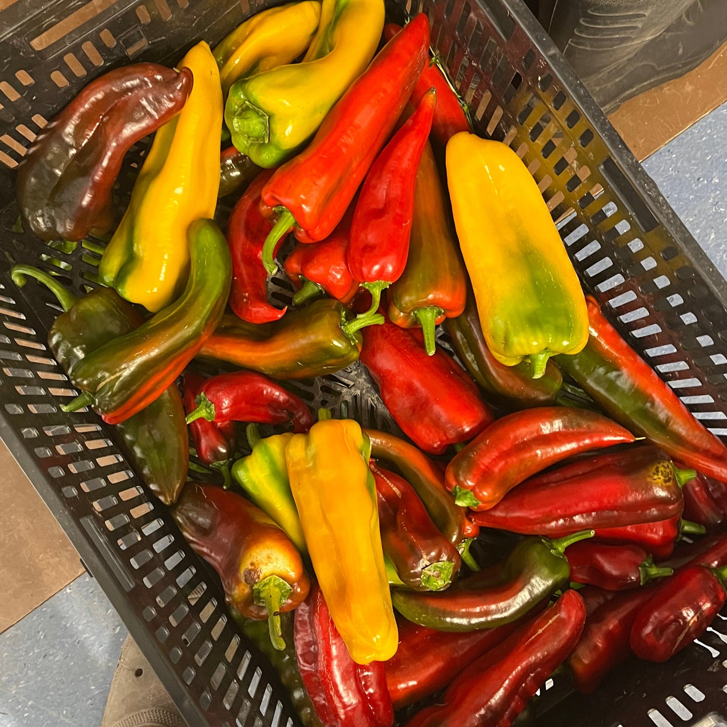 Capsicum: Italian Bullhorn (Sweet) Yellow