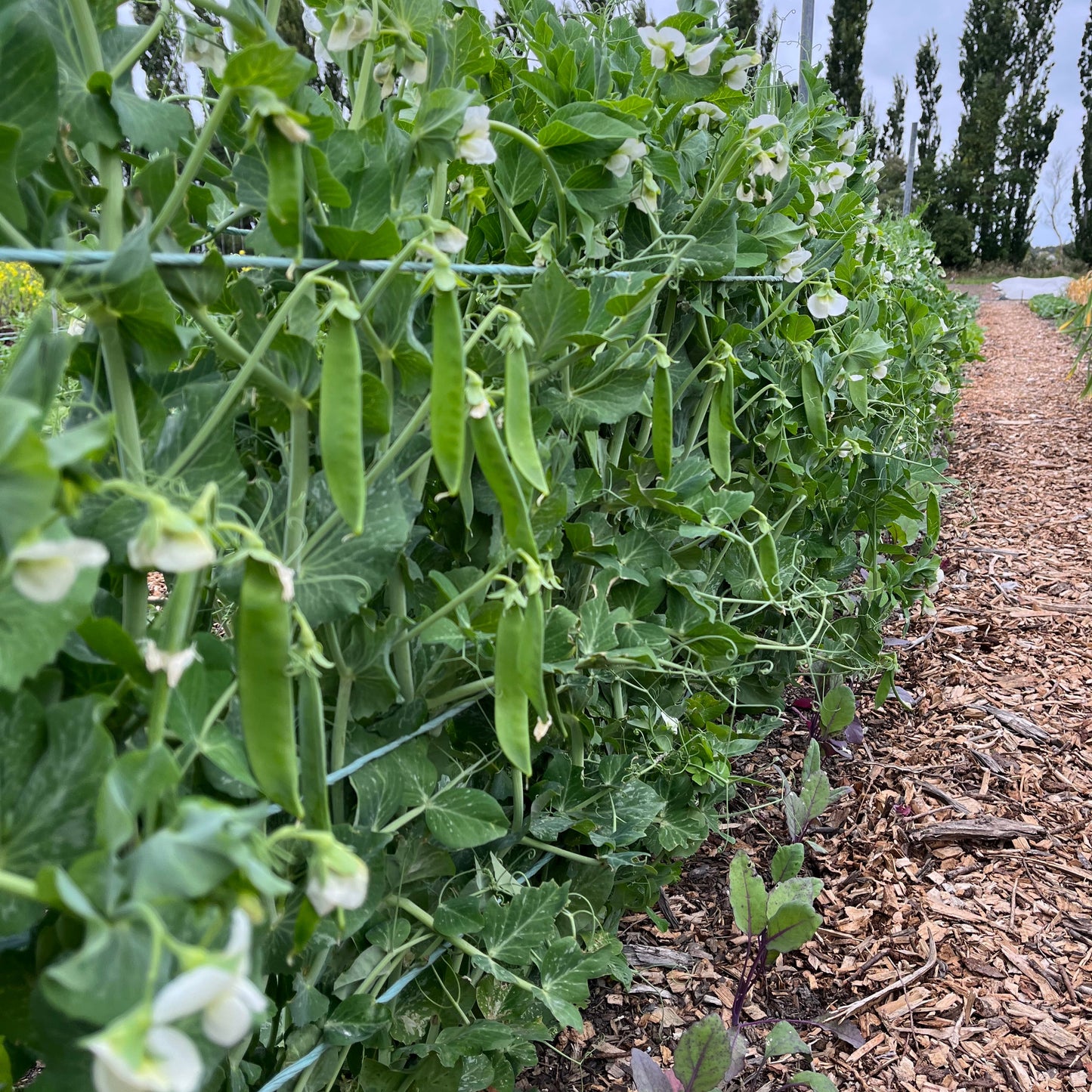 Peas: Snow