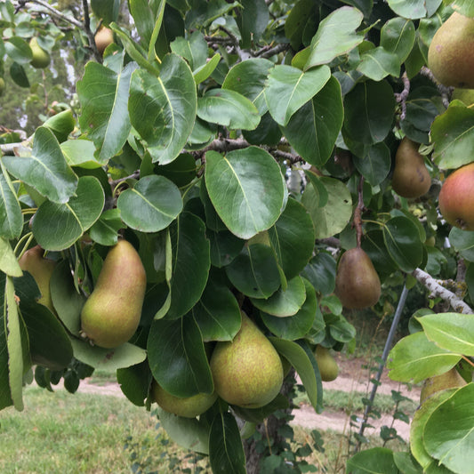 Pears: