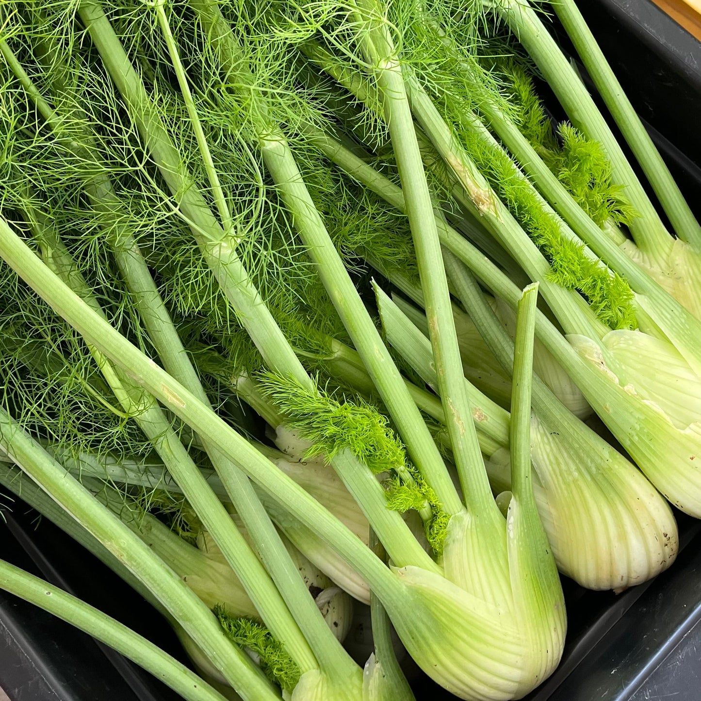 Fennel