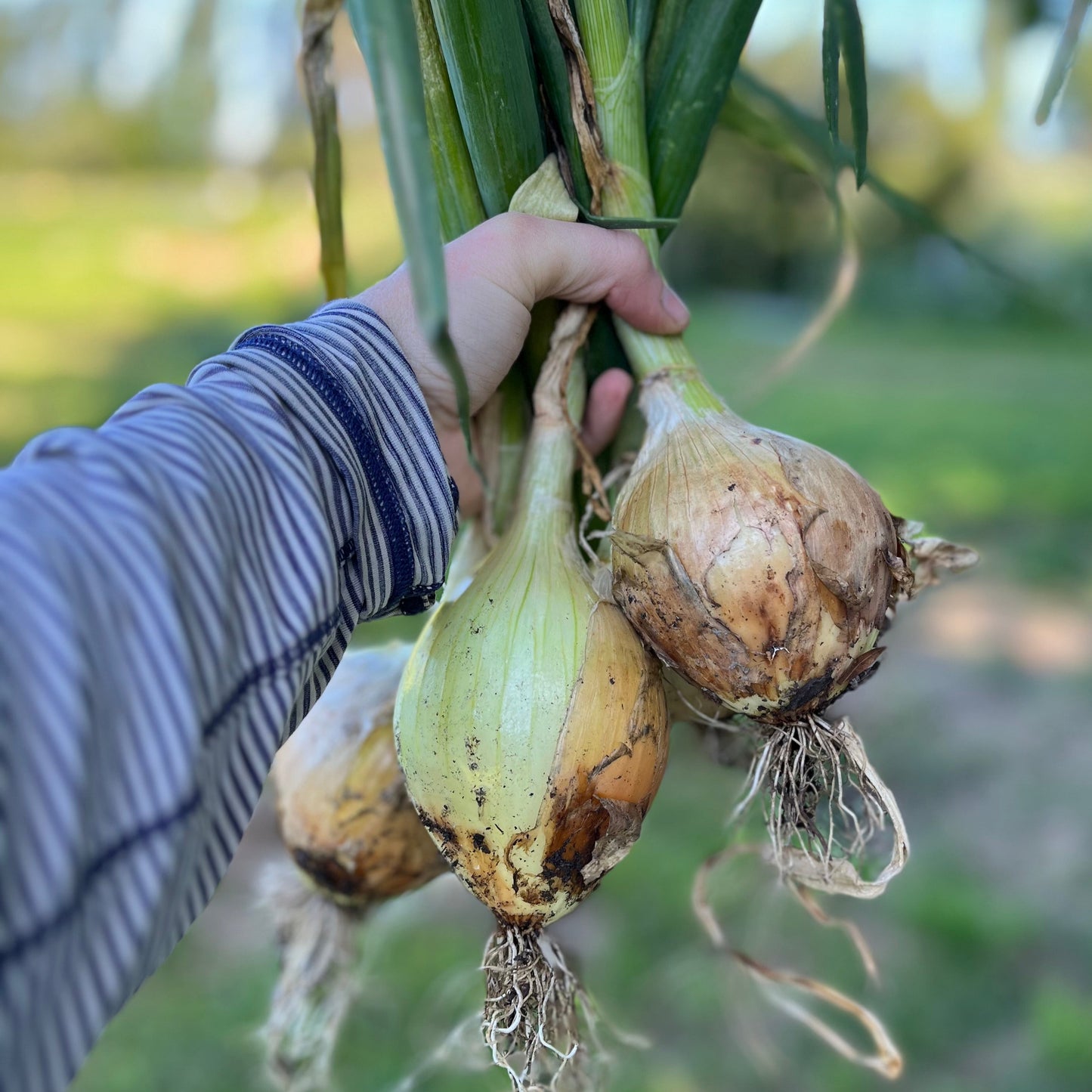 Onions: Cooking