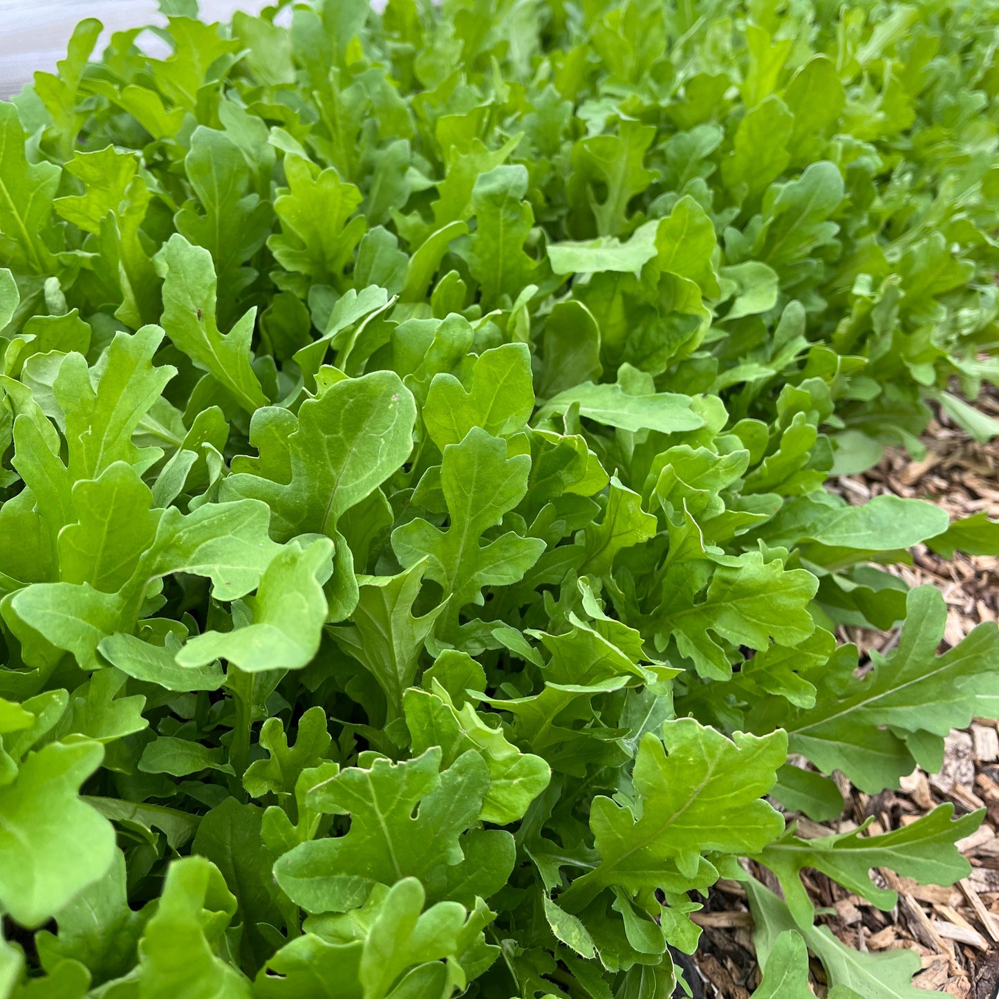 Rocket (Arugula)