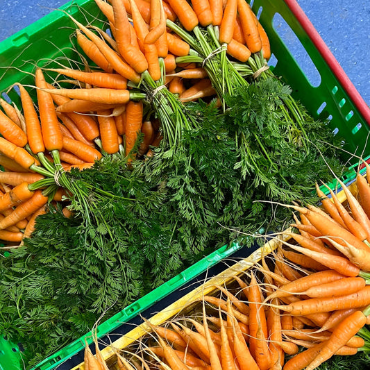 Carrot: Spring Orange