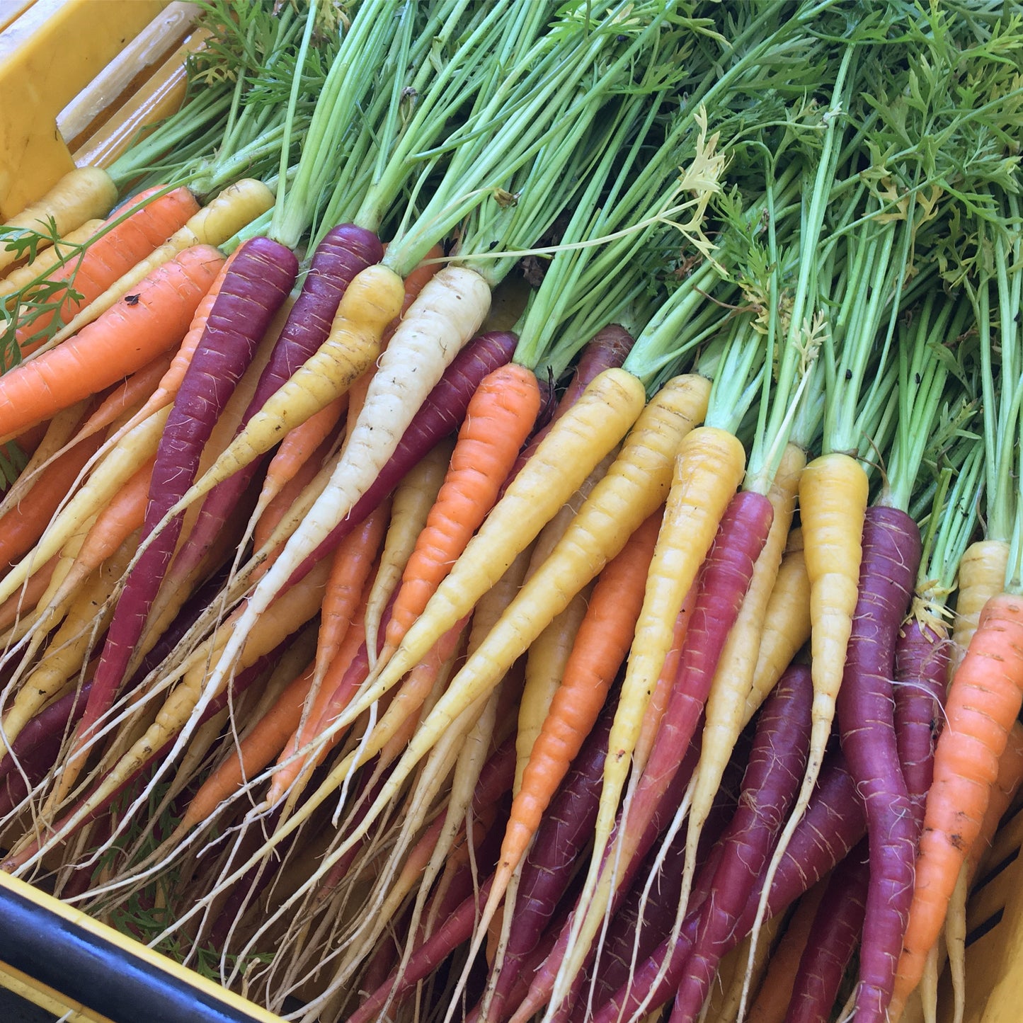 Carrot: Spring Rainbow