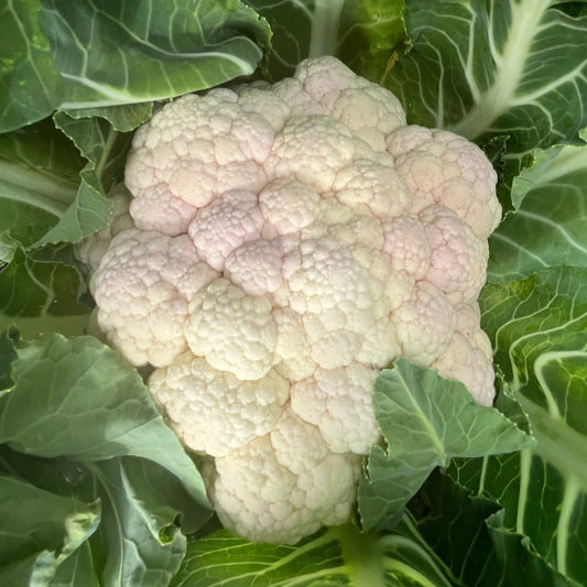 Cauliflower