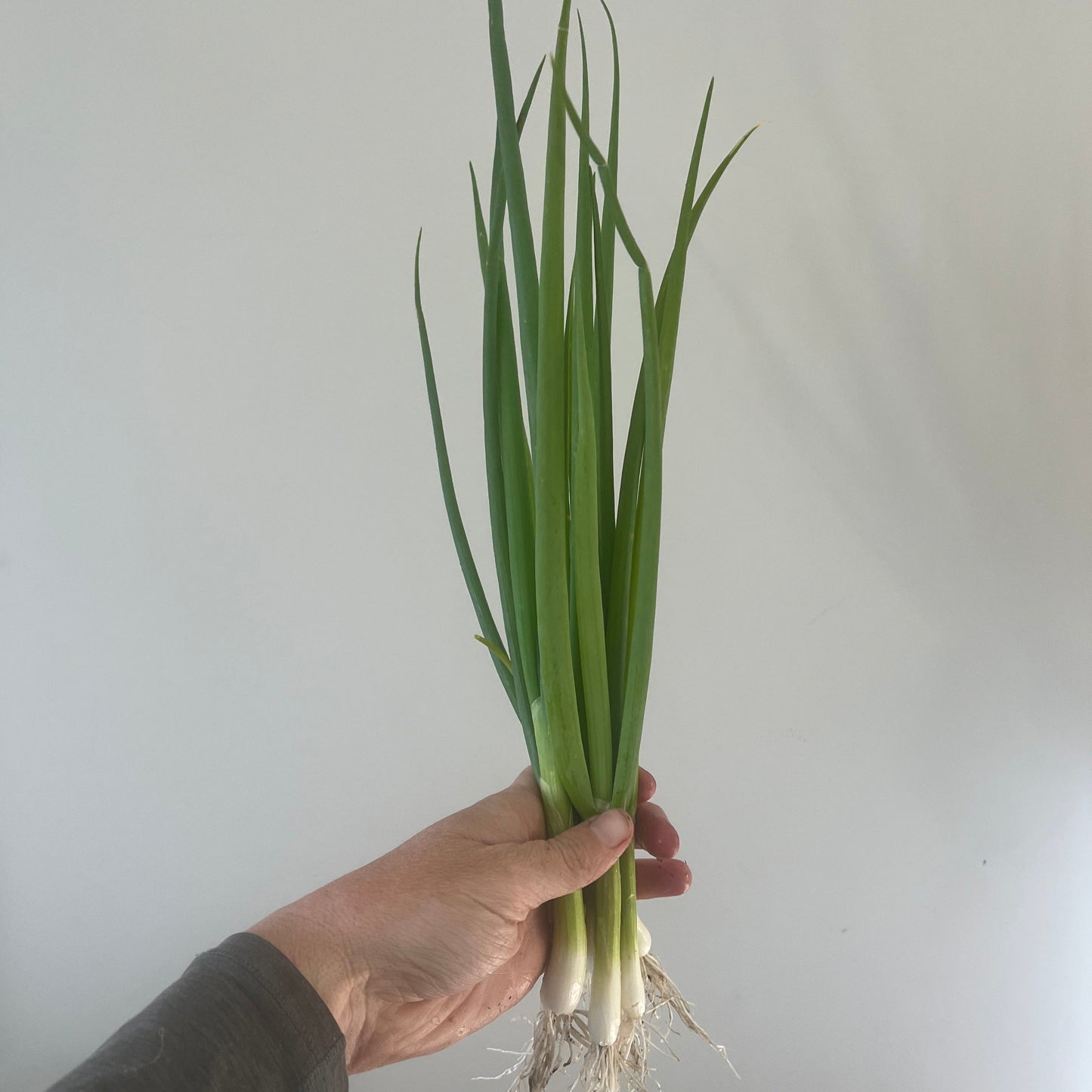 Spring Onions