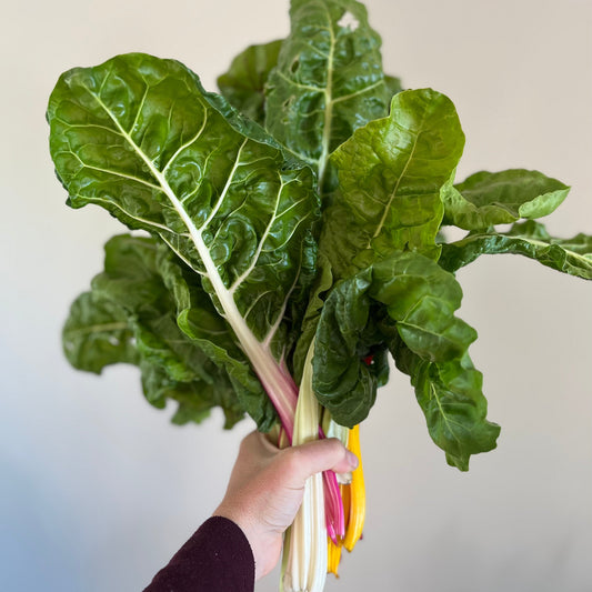 Rainbow Chard (Silverbeet)