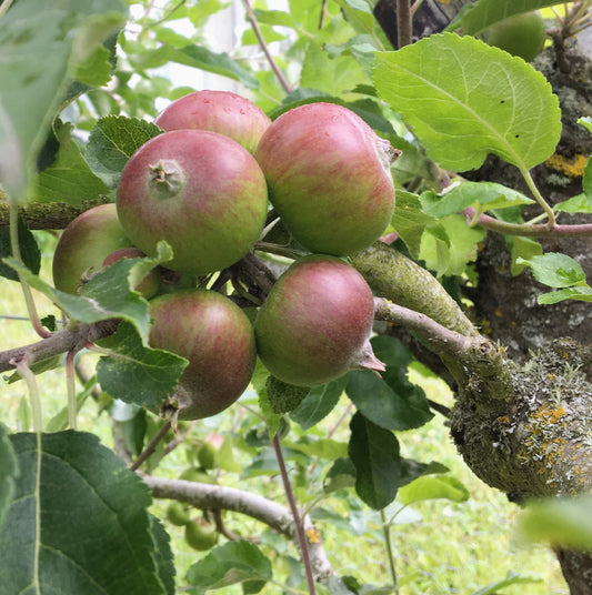 Apples: