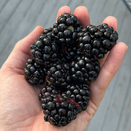 Boysenberries