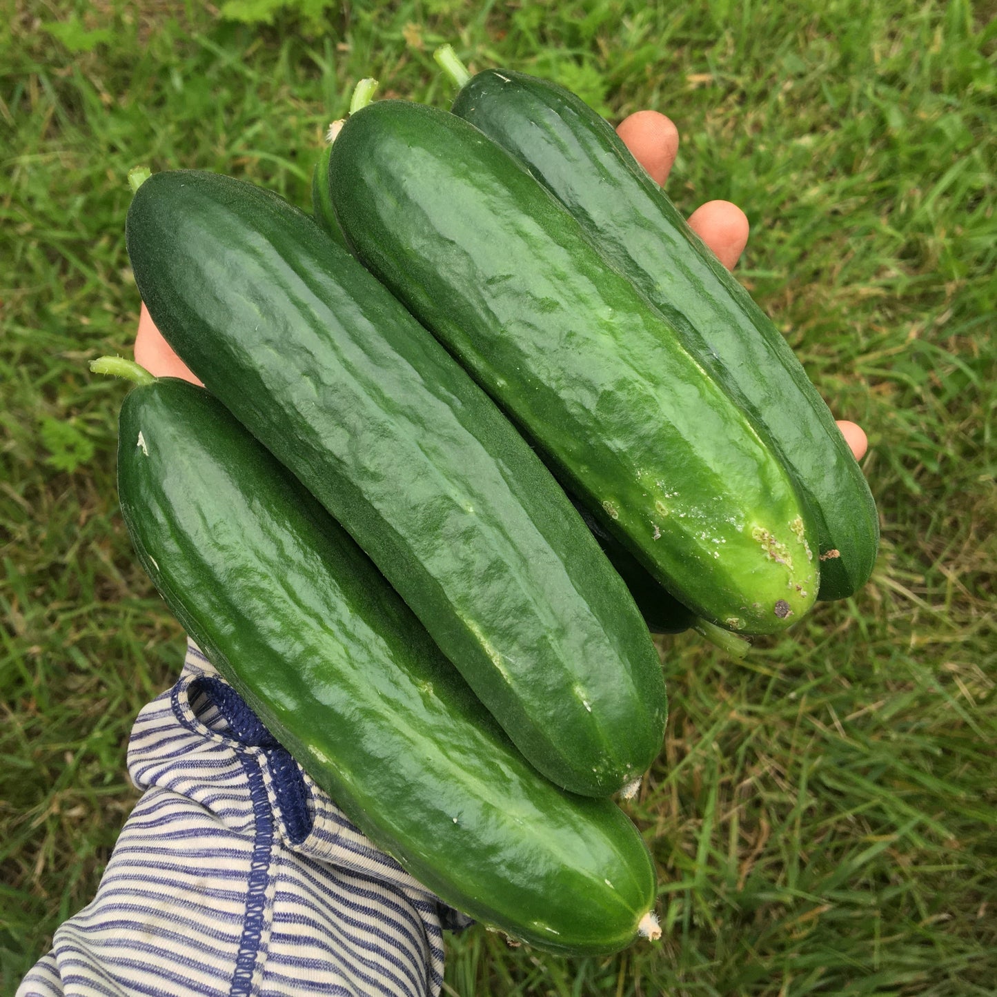 Cucumber: Slicing
