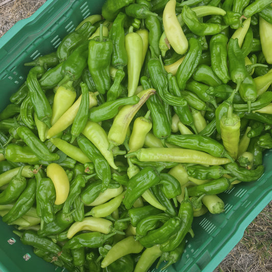 Capsicum: Shishito