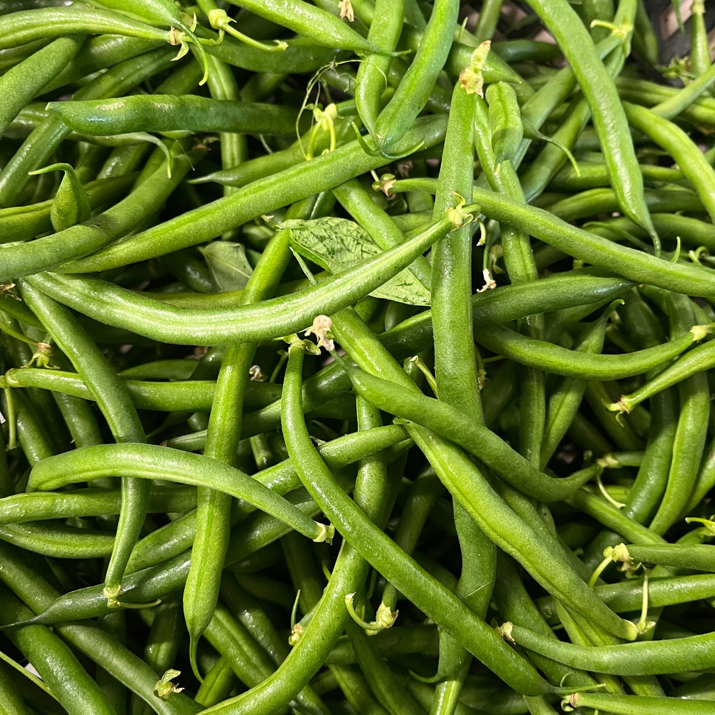 Beans: Green