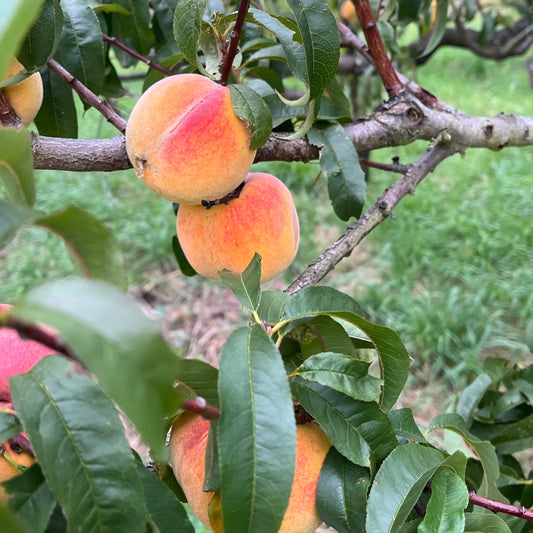 Peaches: Golden Queen