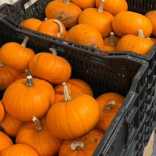 Pumpkin: Pie