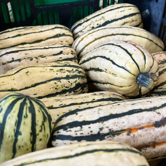 Squash: Delicata
