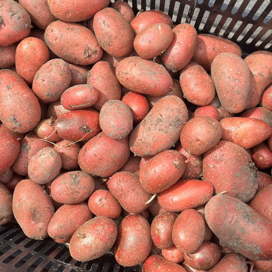 Potatoes: Red