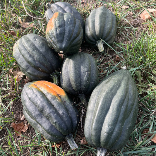 Squash: Acorn