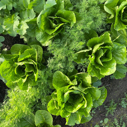 Lettuce: Cos (Romaine)