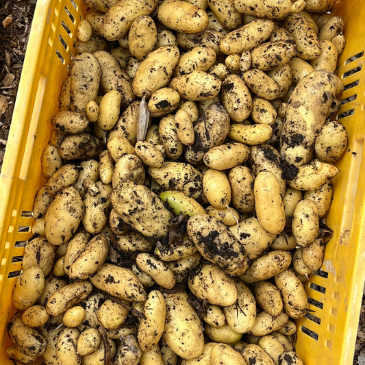 Potatoes: Fingerling