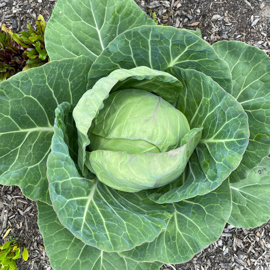 Cabbage: Green
