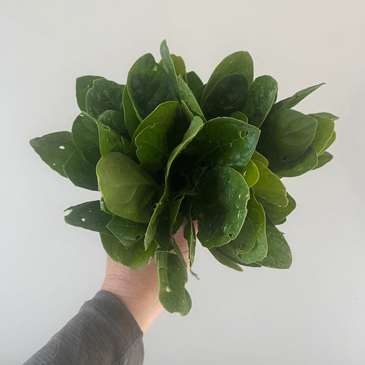 Spinach