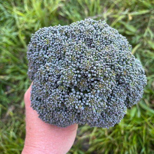 Broccolini