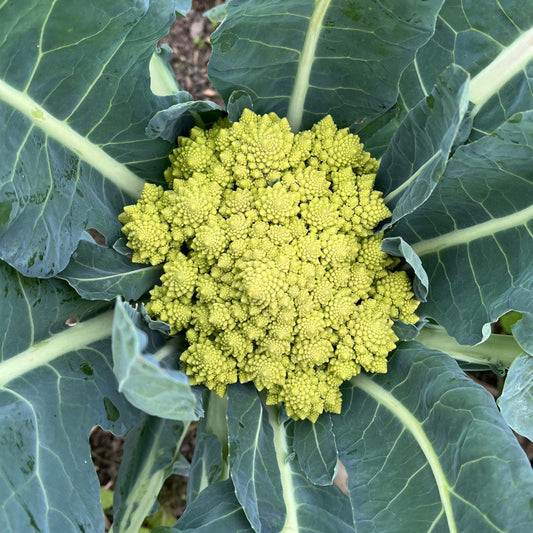 Romanesco