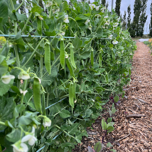 Peas: Snow