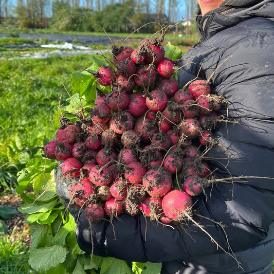 Radish: Red