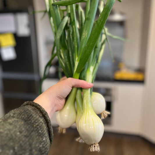 Onion: White Sweet