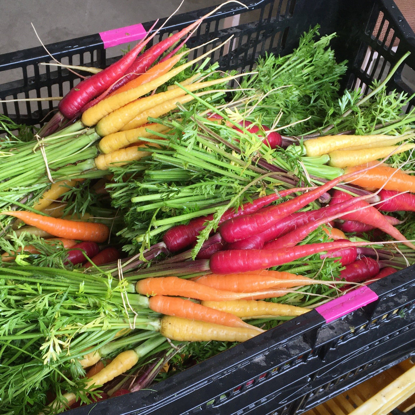 Carrot: Spring Rainbow