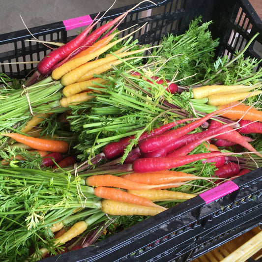 Carrot: Spring Rainbow