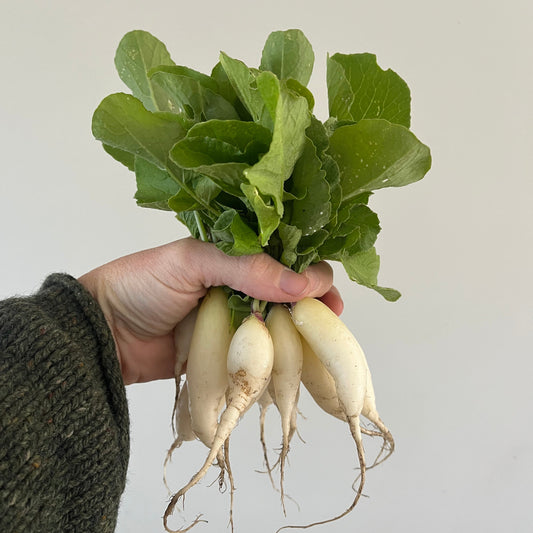 Radish: White