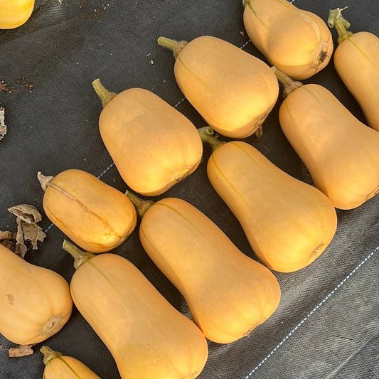 Squash: Butternut