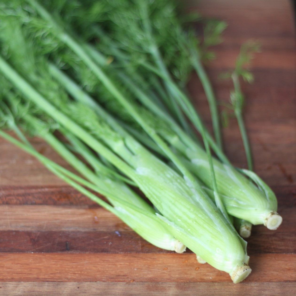 Fennel